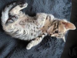 TICA Bengal Kittens For Rehoming CALL/TEXT: xxx-xxx-xxxx