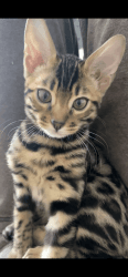 Bengal Kitten looking for home