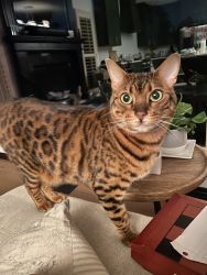 2 year old pure bred Bengal female