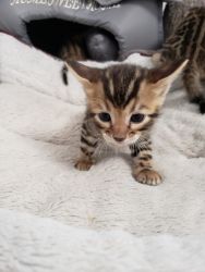 Bengal kittens available in the New York area