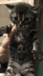 Bangle kittens for sale