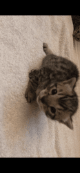Bengal/Savannah kittens