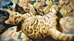 Female bengal kitten