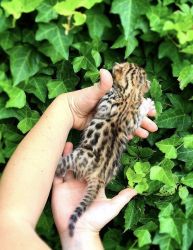 Bengal Kittens - TICA Registered