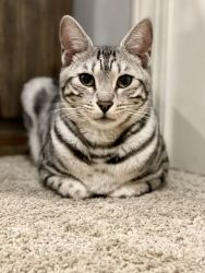 Young Silver Female Bengal