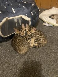 Bengal Kittens 4 sale