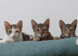 Three kittens for adoption