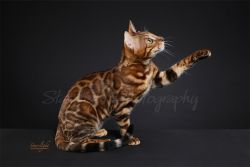 Bengal babies... big rosettes, tica registered cattery