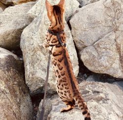 Cute bengal cat for sell