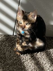 Kitten Hazel
