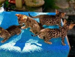 Bengal Kittens Available For New Homes