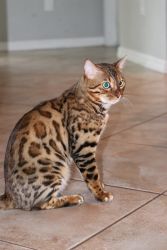 Male Bengal Kitten