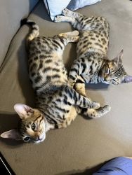 Bengals Kittens- TICA Registered-Vet Checked -Health Guaranteed