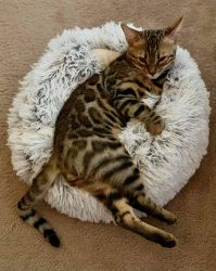 Bengal male cat