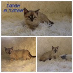 Available Bengal Female Kittens, hypoallergenic