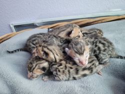 Bengal kittens for sale!