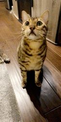 Healthy 6yo Bengal cat needing to be rehomed