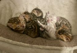 Bengal kittens available for reserve!