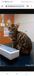 Cute bengal kittens for sale
