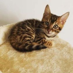 Beautiful Bengal kittens for sale