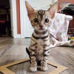 Luxurious Bengal kittens for sale