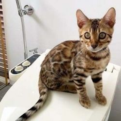 Cuddly Bengal kittens for sale