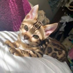 Beautiful Bengal kitty for sale