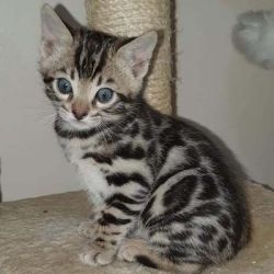 home raised Bengal kittens