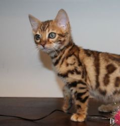 Flashy leopard Rosetted Bengal kittens in NW Indiana