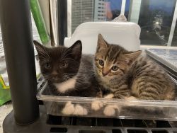 Bengal x Siamese Kittens