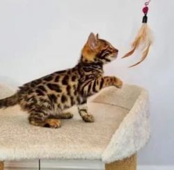 Beautiful Tabbys Bengal kitten sisters and brothes for sale
