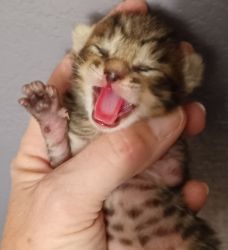BENGAL KITTEN, ONLY ONE!