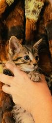 Beautiful Bengal Kitten!
