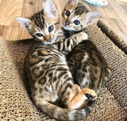 Beautiful Bengal Kittens