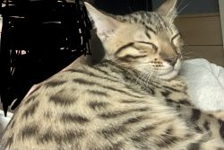 Bengal Kitten needs home asap
