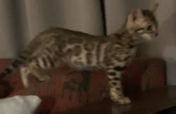 Bengal female kitten