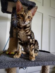 Marble Bengal