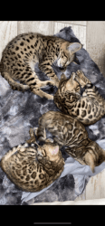 Lovely Bengal kittens