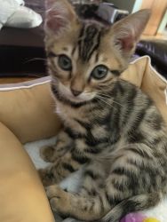 Purebred Female Bengal Kitten-12 weeks