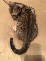 Beautiful Bengal Kitten