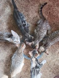 Bengal hybrid kittens for sale
