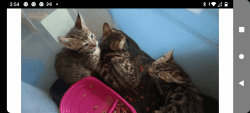 Half Bengal kittens $100 rehoming fee