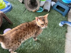 very beautiful bengal cat need a sweethome
