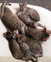 BENGAL Kittens Available for sale.