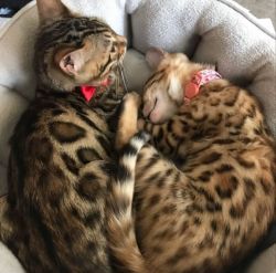 Adorable Bengals for sale
