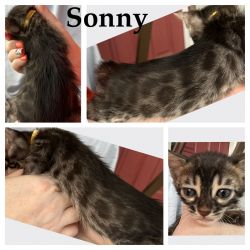Charcoal Brown Bengal Boy: Sonny