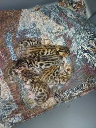 F4 brown rosette Bengal kittens