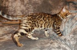 Brown Rosetted w/Glitter Pelt Male Bengal Kittens