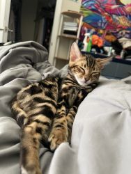 Registered unneutered Bengal Male for Sale