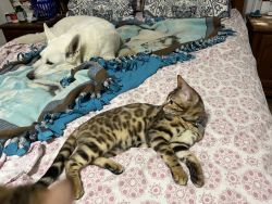 Bengal Kittens-TIC Registered- Health Guaranteed